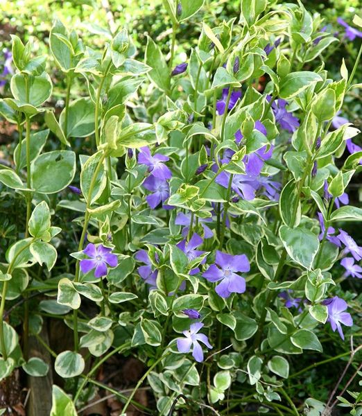 Vinca major 'Variegata' 